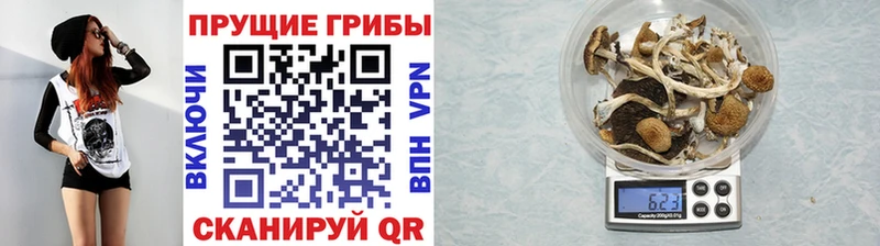Галлюциногенные грибы Psilocybe  Мурманск 